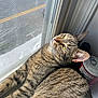 beverage, can, cat, closeup, daylight, domestic_cat, feline, fur, household, indoor, mesh_screen, pet, relaxing, resting, striped, sunlight, tabby, whiskers, window, yellow_eyes