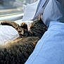 Molly is registered to the contest to win money with this photo: cat, closeup, comfort, cozy, curtains, daylight, feline, fur, home, indoors, nap, pet, pillows, relaxing, resting, sleeping, sunlight, tabby, white, windowsill