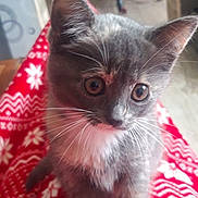 Abby a rejoint le concours — aidez-le/la à gagner de superbes lots ! kitten, cat, gray_cat, white_chest, whiskers, indoor, blanket, red_blanket, patterned_blanket, curious, close_up, pet, young_cat, feline, soft_fur, animal, cute, domestic_cat, household, cozy