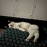 Bounty participe au concours pour gagner de l'argent avec cette photo : black_background, cat, closed_eyes, cozy, cushion, fluffy, indoors, lying_down, nap, patterned_fabric, paws, pet, pillow, relaxed, resting, sleeping, tail, wall, whiskers, white_cat