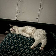 Bounty participe au concours pour gagner de l'argent avec cette photo : animal, cat, cozy, cushion, dim_lighting, ears, fluffy, home, indoors, lying_down, nap, patterned_fabric, paws, pet, pillow, relaxed, sleeping, tail, whiskers, white_cat