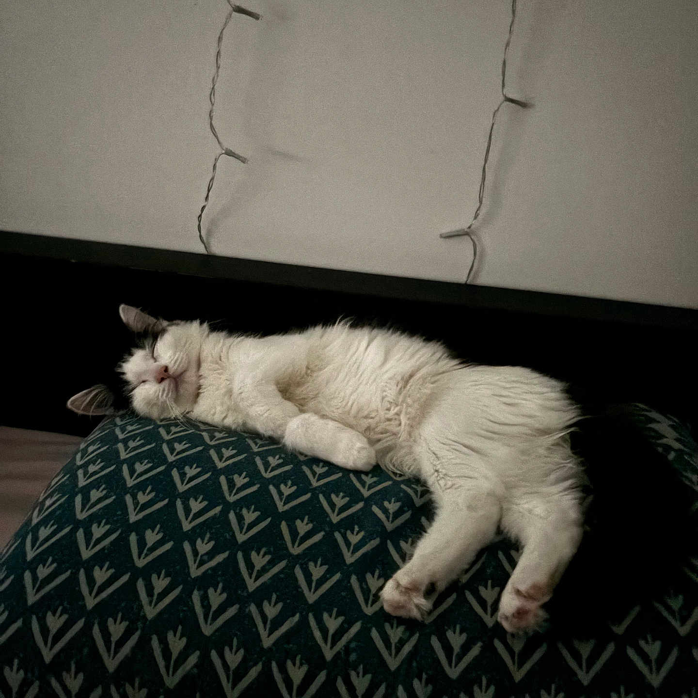 Bounty participe au concours pour gagner de l'argent avec cette photo : animal, cat, cozy, cushion, dim_lighting, ears, fluffy, home, indoors, lying_down, nap, patterned_fabric, paws, pet, pillow, relaxed, sleeping, tail, whiskers, white_cat