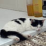 animal, bathroom, bathtub_edge, black_and_white, bottle, cat, container, cute, domestic_animal, fur, indoor, mat, napping, pet, quiet, relaxation, resting, sleeping, still_life, texture