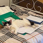 Bounty participe au concours pour gagner de l'argent avec cette photo : cat, kitten, bed, papers, folder, study_materials, black_and_white_cat, relaxing, indoor, furniture, blanket, striped, resting, cute, animal, pet, cozy, messy, young_cat, sleepy