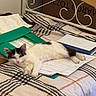 cat, kitten, bed, papers, folder, study_materials, black_and_white_cat, relaxing, indoor, furniture, blanket, striped, resting, cute, animal, pet, cozy, messy, young_cat, sleepy