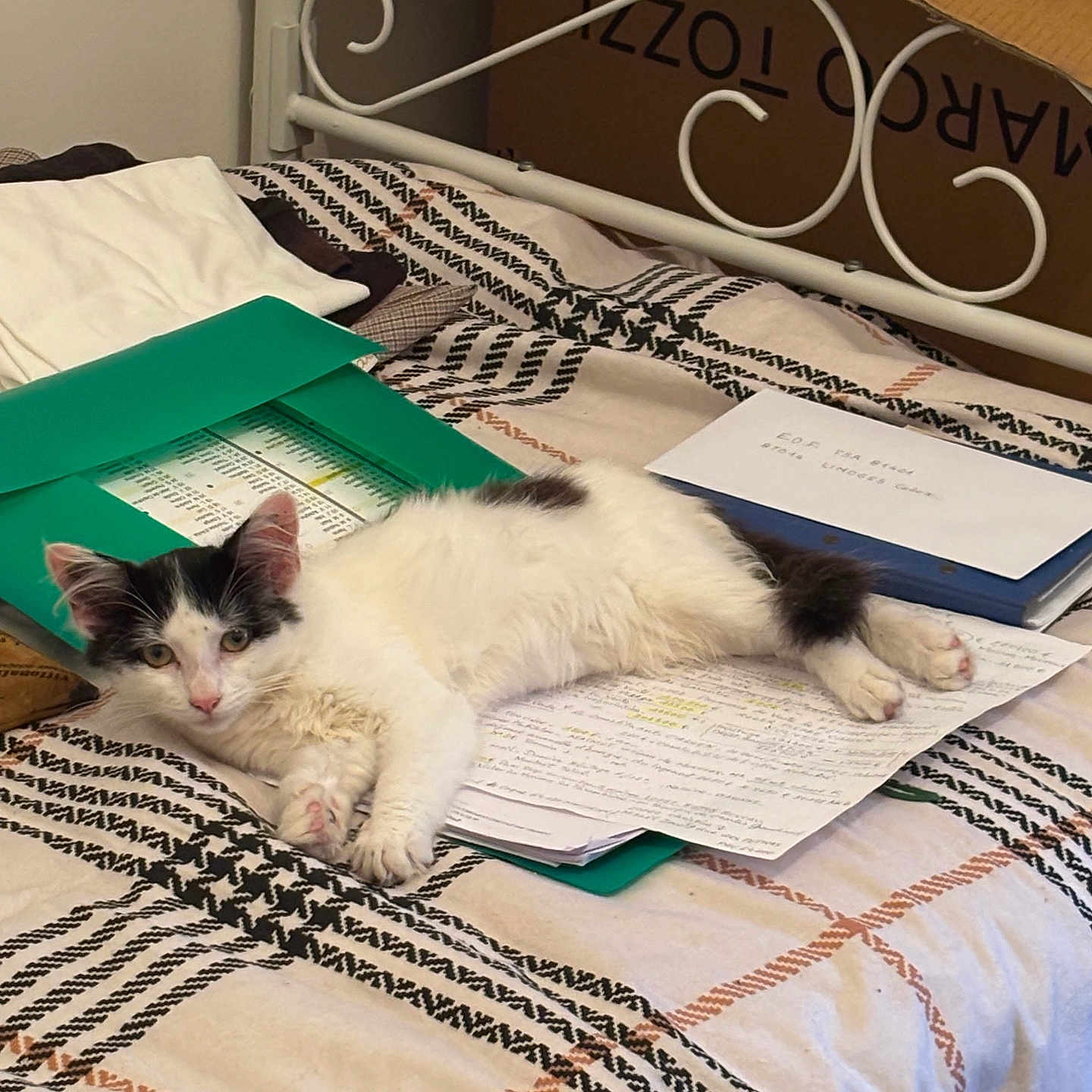 Bounty participe au concours pour gagner de l'argent avec cette photo : cat, kitten, bed, papers, folder, study_materials, black_and_white_cat, relaxing, indoor, furniture, blanket, striped, resting, cute, animal, pet, cozy, messy, young_cat, sleepy
