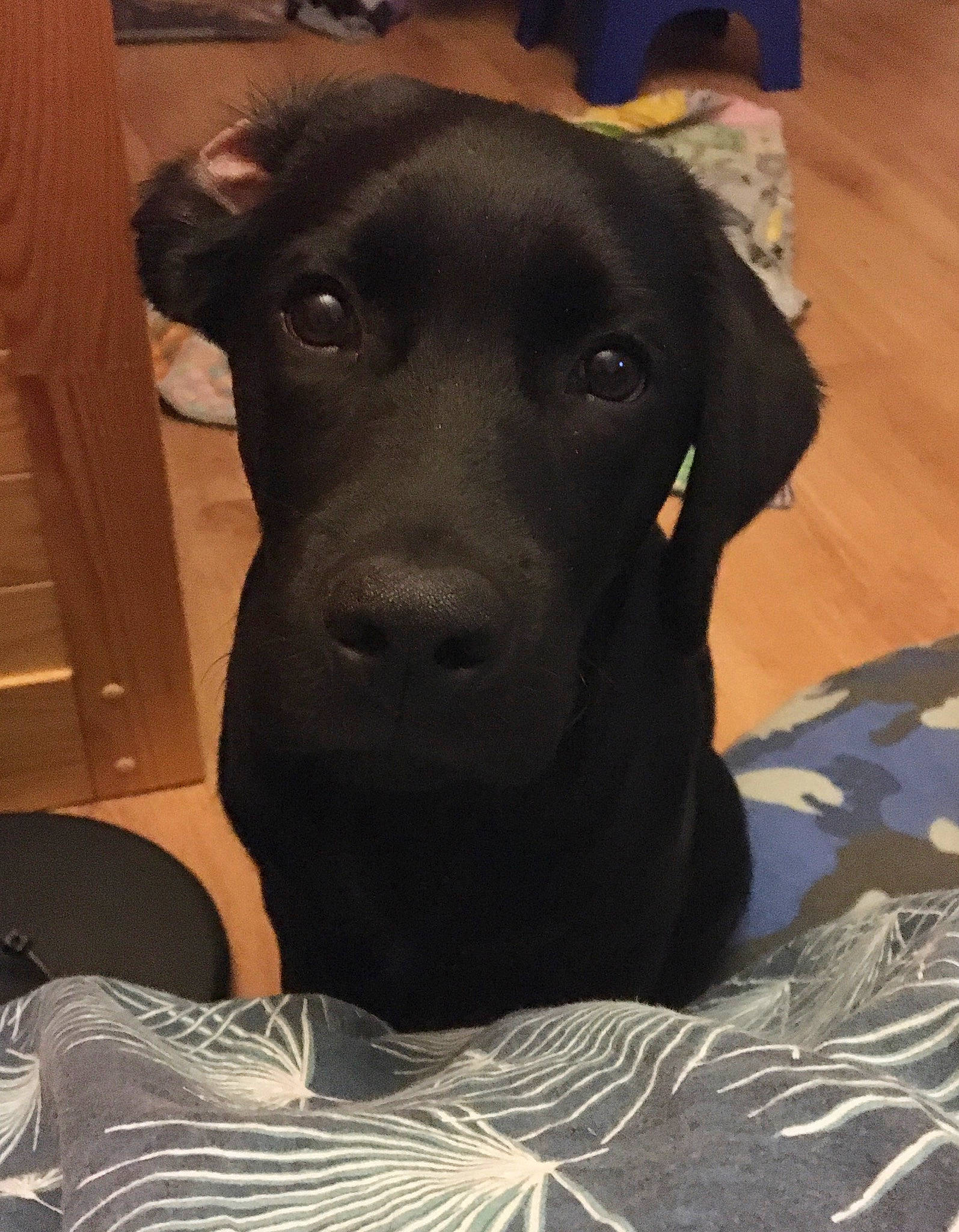 Nike participe au concours pour gagner de l'argent avec cette photo : beagador, borador, canidae, carnivore, dog, dog_breed, flat_coated_retriever, hunting_dog, labrador_retriever, mammal, patterdale_terrier, pointing_breed, retriever, snout, sporting_group, whiskers