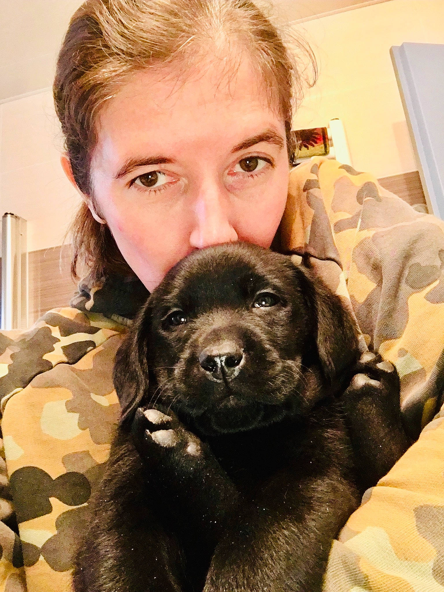 Nike participe au concours pour gagner de l'argent avec cette photo : beagador, canidae, carnivore, companion_dog, dog, dog_breed, flat_coated_retriever, fur, labrador_retriever, mammal, nose, puppy, retriever, snout, sporting_group, vertebrate