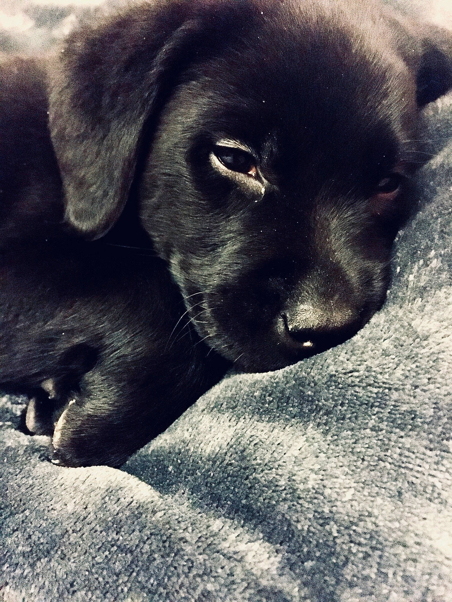 Nike participe au concours pour gagner de l'argent avec cette photo : beagador, black, borador, canidae, carnivore, dog, dog_breed, eye, labrador_retriever, mammal, nose, patterdale_terrier, puppy, retriever, snout, sporting_group