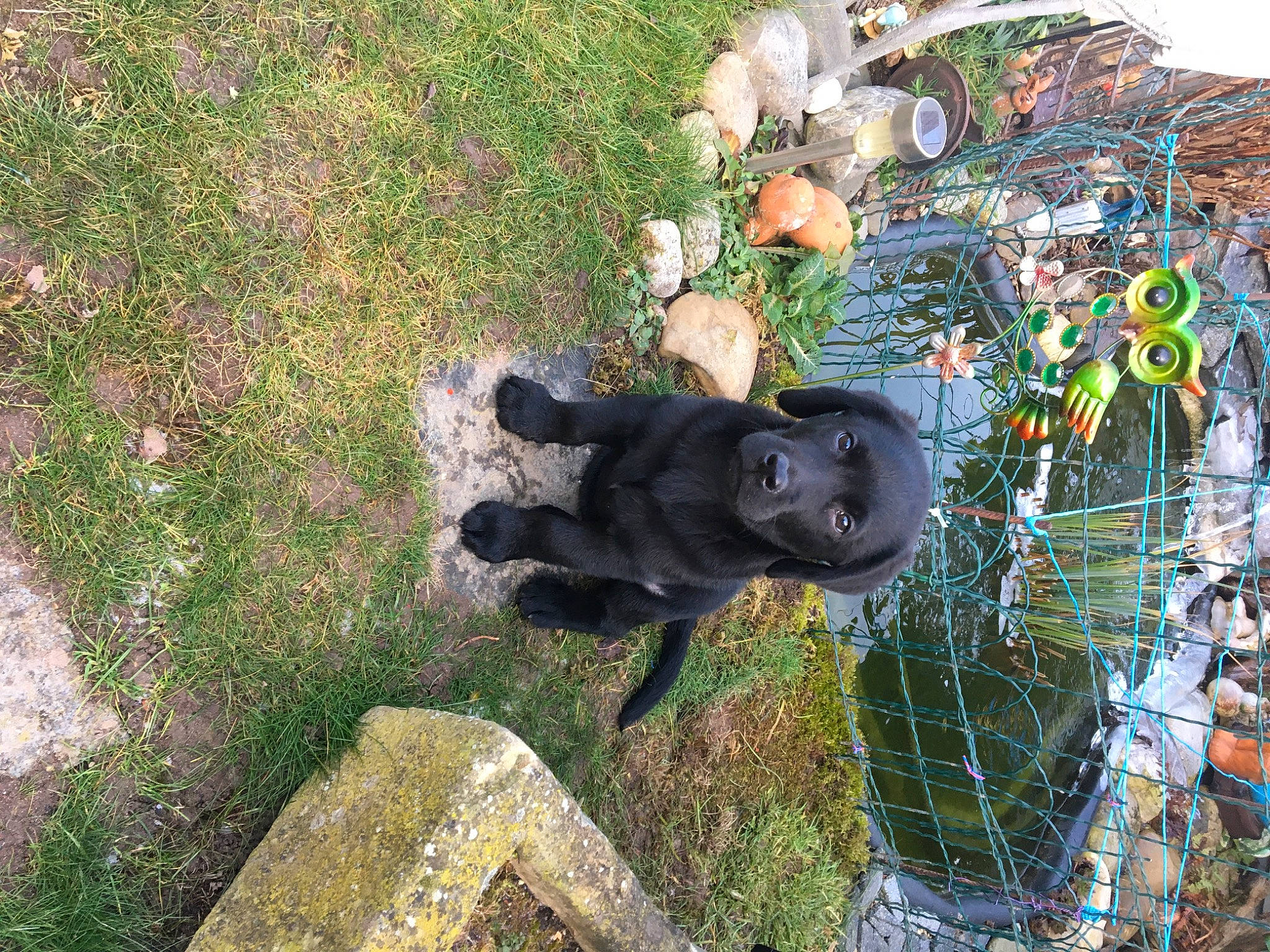 Nike participe au concours pour gagner de l'argent avec cette photo : canidae, common_chimpanzee, sporting_group, zoo