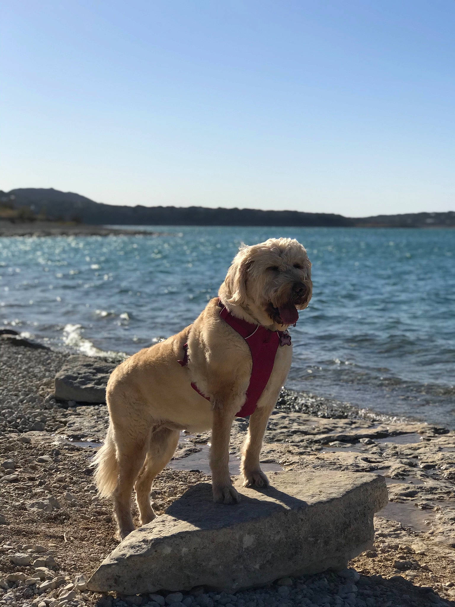 Jewel is registered to the contest to win money with this photo: beach, canidae, carnivore, collar, companion_dog, dog, dog_breed, dog_collar, fawn, horizon, lake, liquid, ocean, sky, snout, sporting_group, tail, water, wood, working_animal