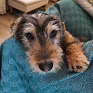 Loky participe au concours pour gagner de l'argent avec cette photo : animal, background_blur, blanket, close_up, cozy, curious, cushion, dog, eyes, fur, furniture, home, indoor, nose, paw, pet, portrait, scruffy, soft_lighting, teal