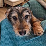 animal, background_blur, blanket, close_up, cozy, curious, cushion, dog, eyes, fur, furniture, home, indoor, nose, paw, pet, portrait, scruffy, soft_lighting, teal