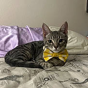 Clio is registered to the contest to win money with this photo: animal, bed, bow_tie, cat, closeup, cozy, cute, domestic_cat, feline, gray, indoor, kitten, pet, pillow, portrait, purple, resting, striped, tabby, young