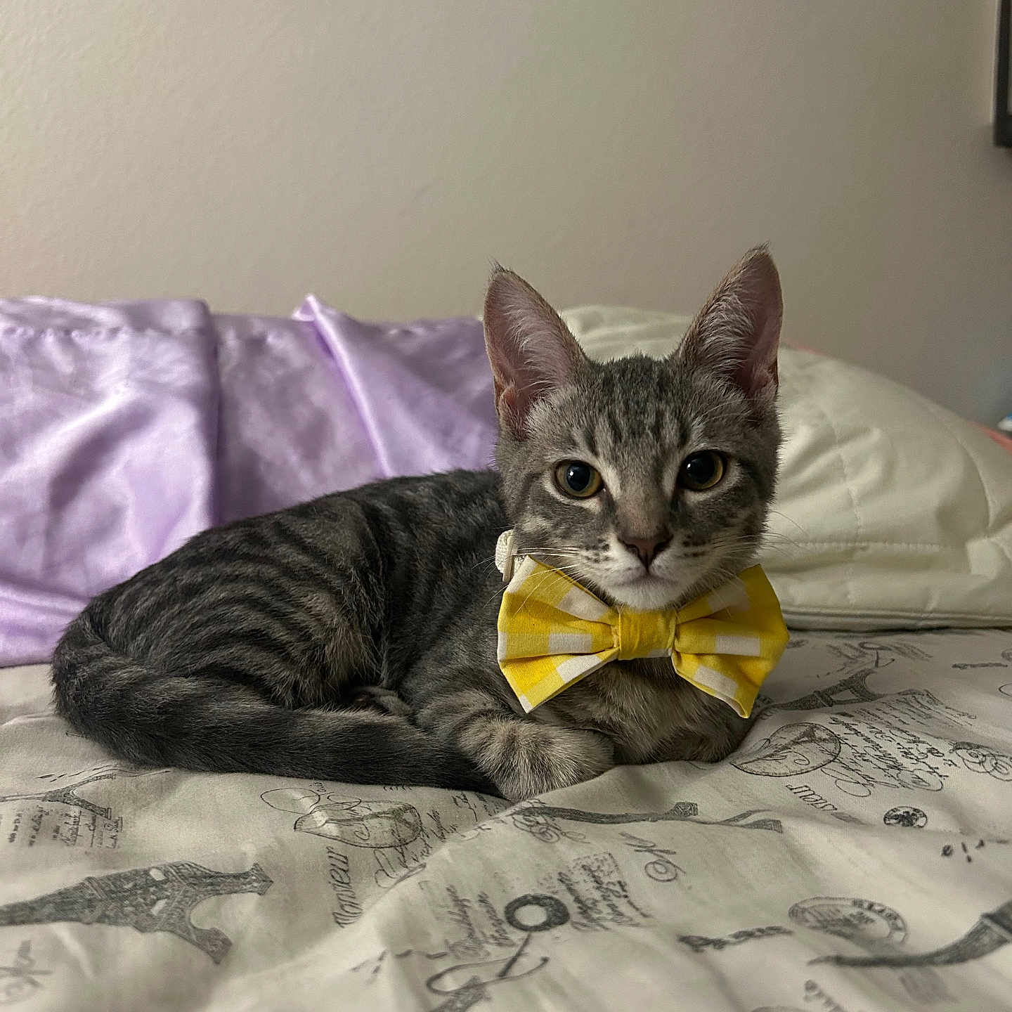 Clio is registered to the contest to win money with this photo: animal, bed, bow_tie, cat, closeup, cozy, cute, domestic_cat, feline, gray, indoor, kitten, pet, pillow, portrait, purple, resting, striped, tabby, young