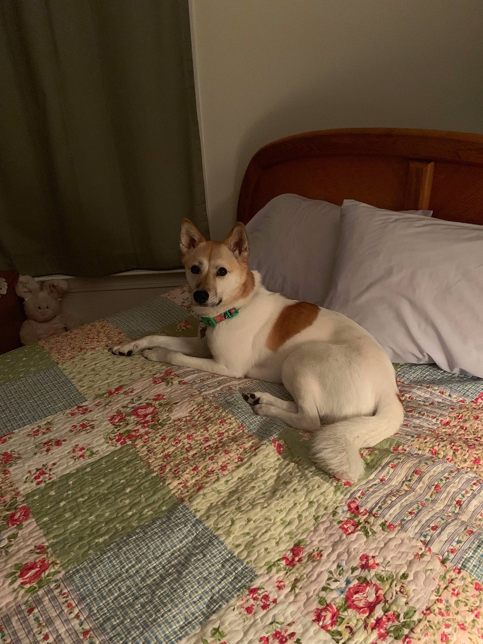 Veda joined the competition — help win amazing prizes! canidae, cardigan_welsh_corgi, carnivore, companion_dog, dog, dog_breed, fawn, mammal, norrbottenspets, pembroke_welsh_corgi, vertebrate, welsh_corgi