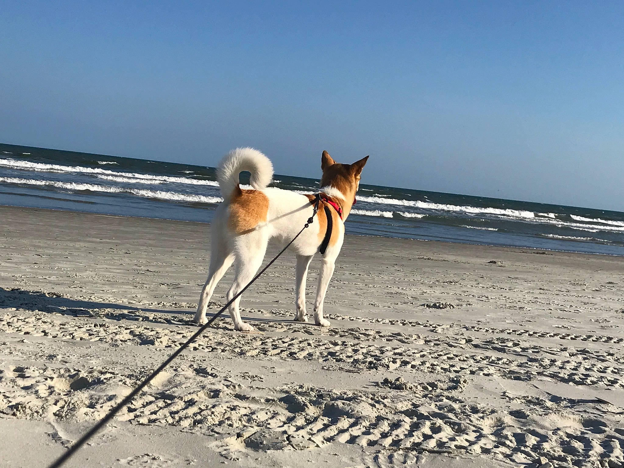 Veda is registered to the contest to win money with this photo: beach, canidae, carnivore, companion_dog, dog, dog_breed, dog_walking, fawn, hunting_dog, ibizan_hound, mammal, ocean, rat_terrier, sand, sky, smooth_fox_terrier, vacation