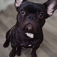 Charlie joined the competition — help win amazing prizes! dog, french_bulldog, black_dog, pet, animal, indoor, floor, ears, cute, looking_up, portrait, sitting, canine, companion, domestic_animal, whiskers, short_hair, close_up, flooring, expression