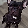 animal, black_dog, canine, close_up, companion, cute, dog, domestic_animal, ears, expression, floor, flooring, french_bulldog, indoor, looking_up, pet, portrait, short_hair, sitting, whiskers