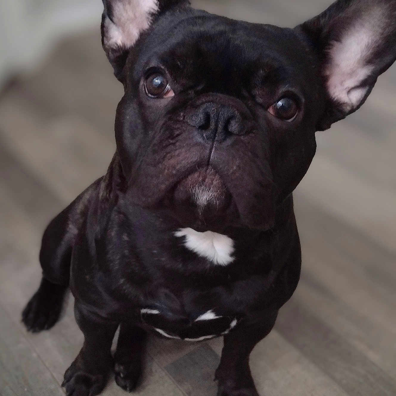 Charlie joined the competition — help win amazing prizes! animal, black_dog, canine, close_up, companion, cute, dog, domestic_animal, ears, expression, floor, flooring, french_bulldog, indoor, looking_up, pet, portrait, short_hair, sitting, whiskers