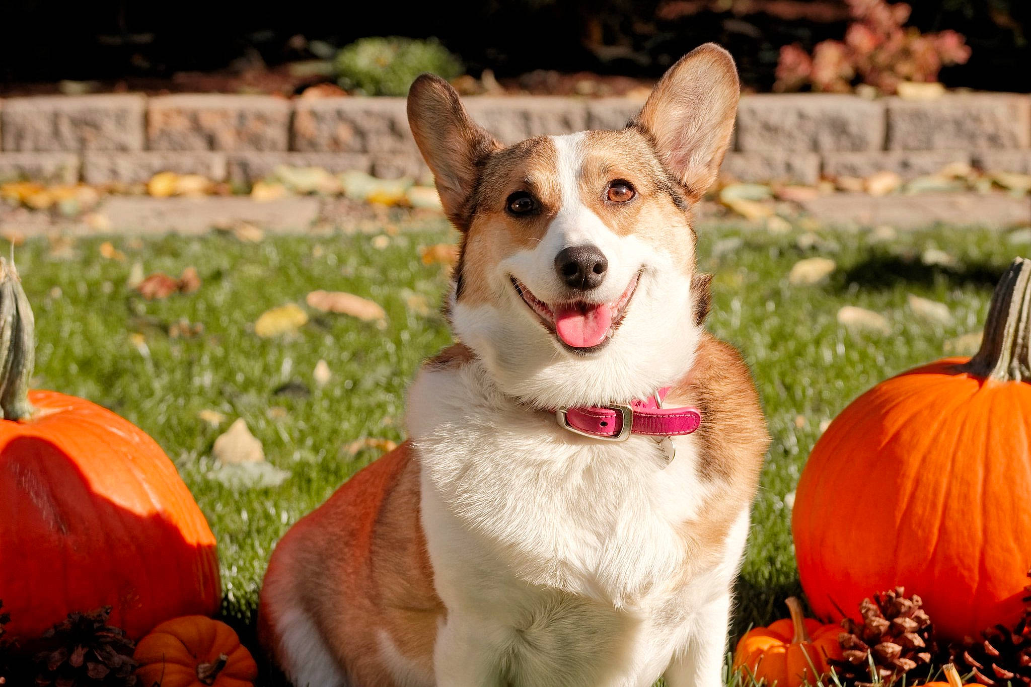 Annie joined the competition — help win amazing prizes! calabaza, canidae, carnivore, collar, companion_dog, cucurbita, dog, dog_breed, dog_collar, dog_supply, fawn, gourd, grass, happy, leash, plant, pumpkin, snout, squash, whiskers