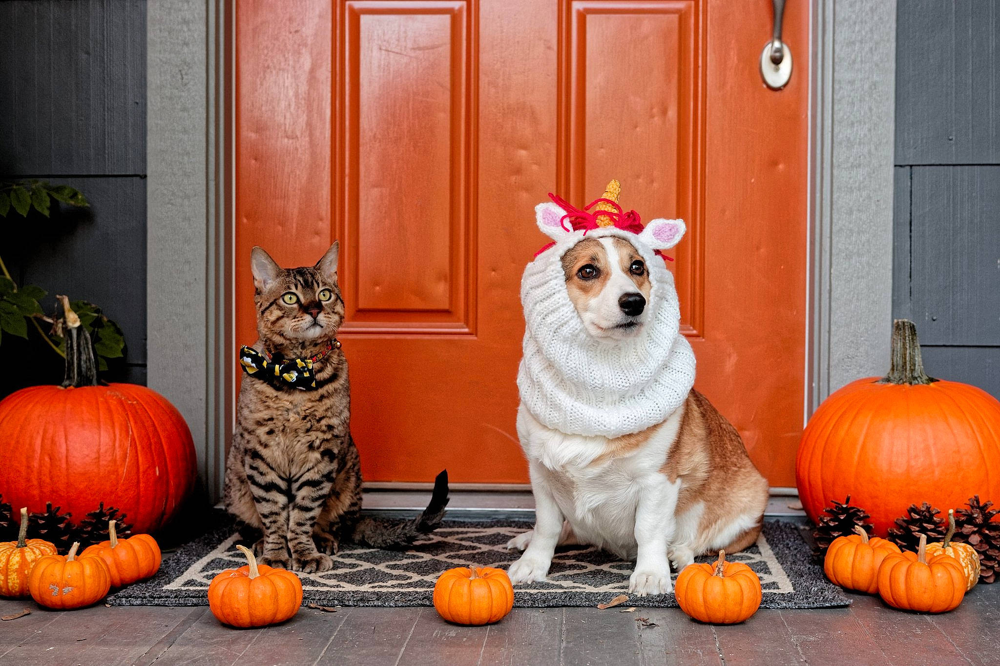 Annie joined the competition — help win amazing prizes! calabaza, carnivore, companion_dog, cucurbita, dog, door, fawn, gourd, grass, grey, houseplant, natural_foods, orange, plant, porch, pumpkin, squash, vegetable, winter_squash, yellow