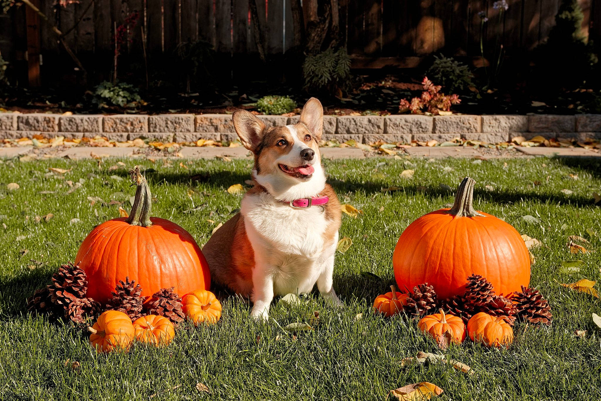 Annie joined the competition — help win amazing prizes! calabaza, carnivore, companion_dog, cucurbita, dog, dog_breed, fawn, gourd, grass, lawn, leaf, natural_foods, plant, pug, pumpkin, squash, tree, vegetable, whole_food, winter_squash