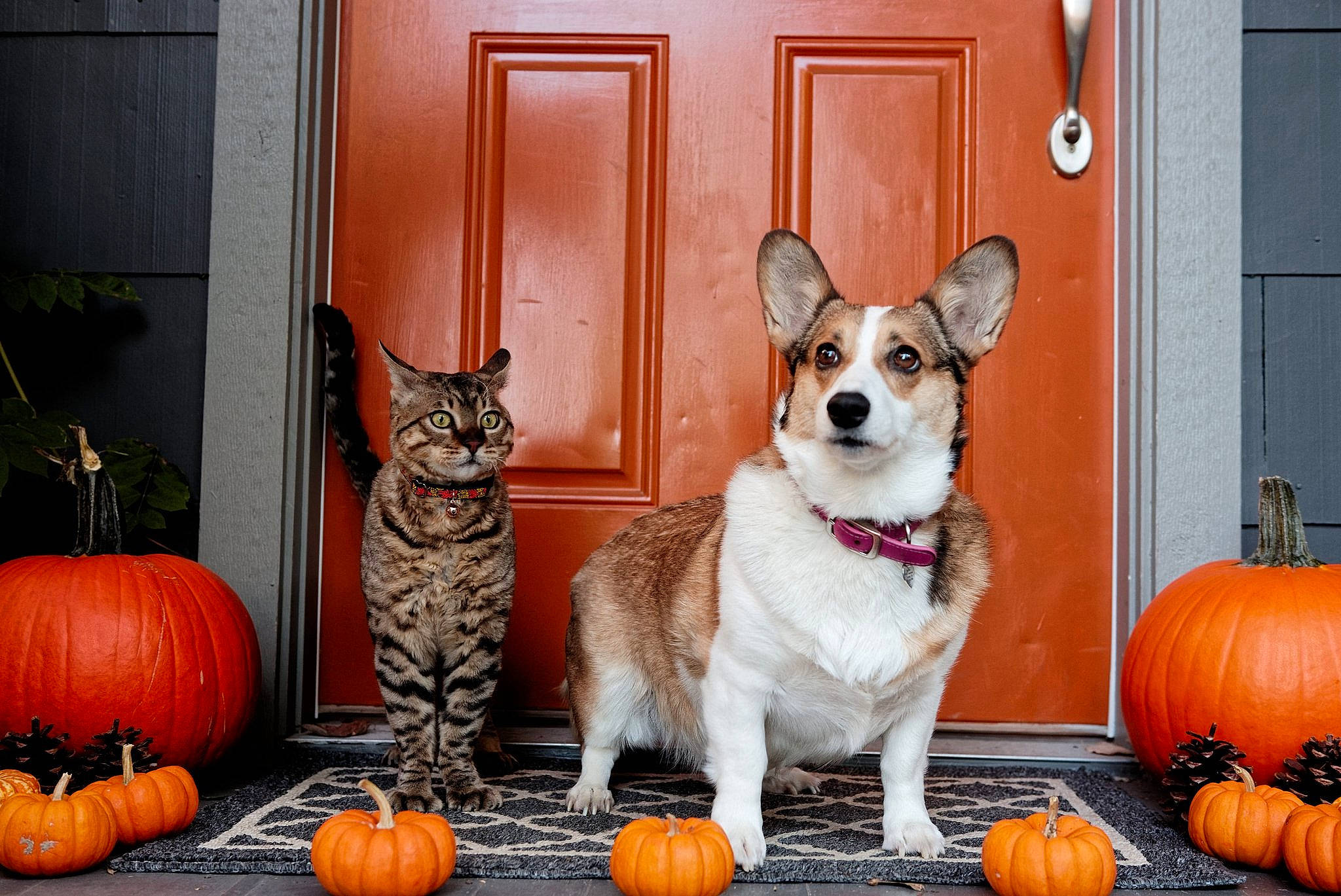 Annie joined the competition — help win amazing prizes! calabaza, carnivore, companion_dog, cucurbita, dog, dog_breed, dog_supply, door, fawn, gourd, houseplant, mammal, natural_foods, orange, plant, pumpkin, squash, vertebrate, window, winter_squash
