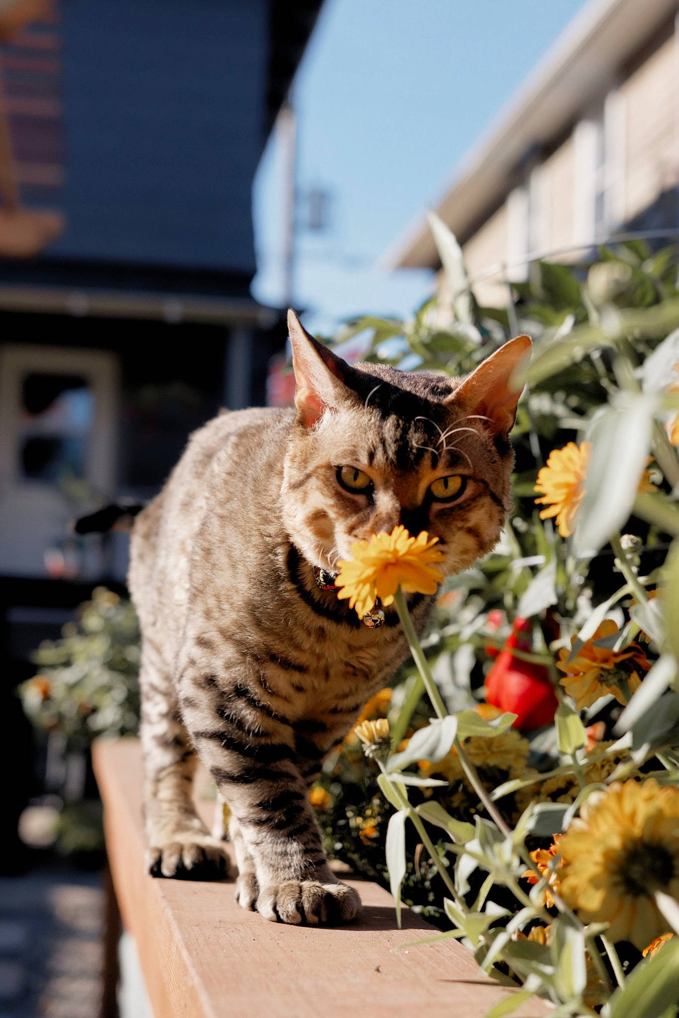 Yoda is registered to the contest to win money with this photo: calabaza, carnivore, cat, domestic_short_haired_cat, eye, fawn, felidae, flowerpot, fur, grass, houseplant, plant, plant_stem, sky, small_to_medium_sized_cats, snout, tail, terrestrial_animal, whiskers, wildlife