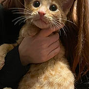 Sunny joined the competition — help win amazing prizes! abyssinian, angora, animal, cat, egyptiancat, face, head, kitten, manx, person, pet, photography, portrait