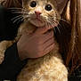 abyssinian, angora, animal, cat, egyptiancat, face, head, kitten, manx, person, pet, photography, portrait