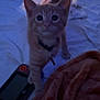 Sunny is registered to the contest to win money with this photo: abyssinian, animal, bed, bedroom, blanket, cat, computer, couch, electronics, furniture, homedecor, indoors, kitten, laptop, mobilephone, pc, pet, phone, room, screen
