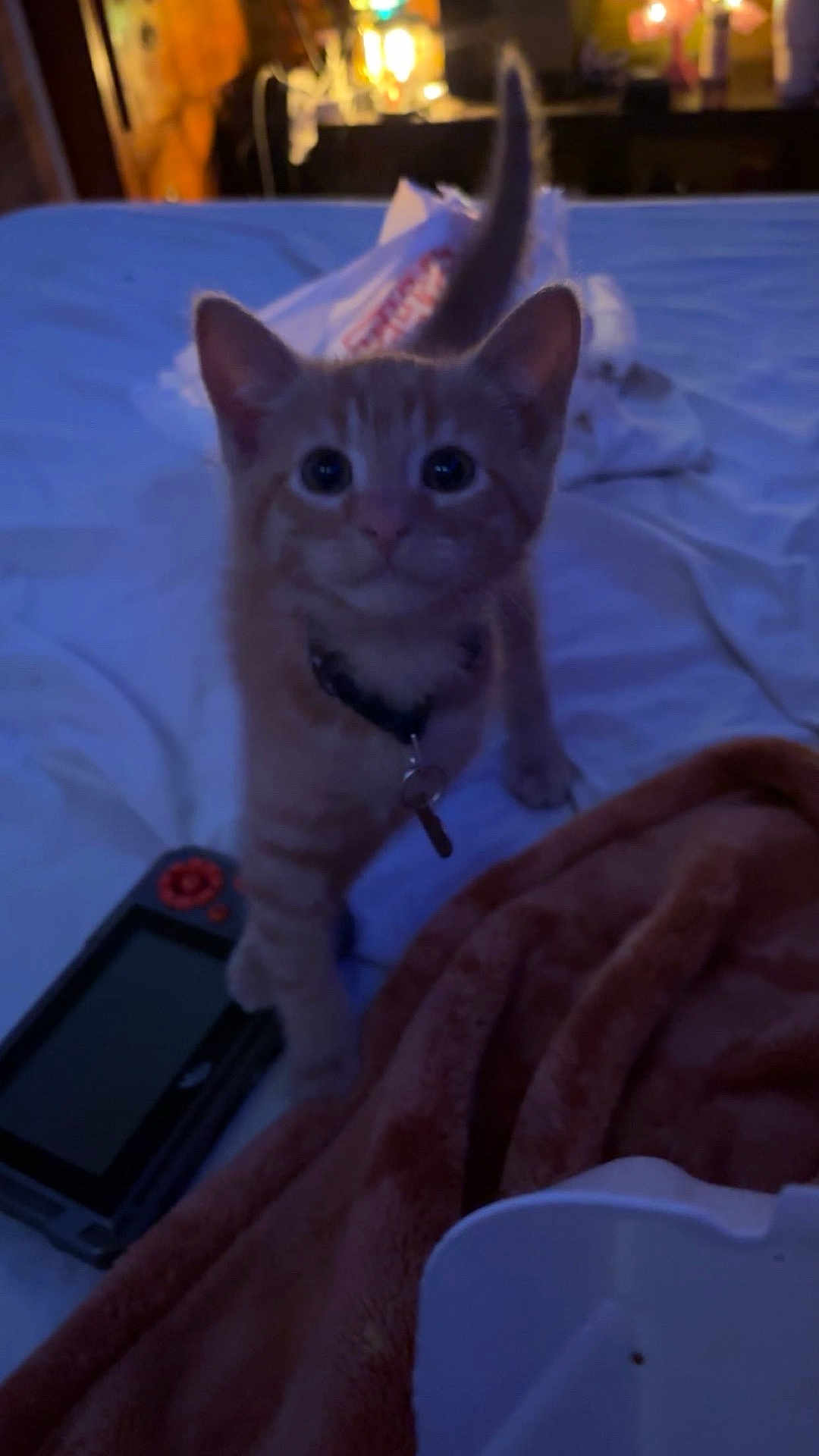 Sunny is registered to the contest to win money with this photo: abyssinian, animal, bed, bedroom, blanket, cat, computer, couch, electronics, furniture, homedecor, indoors, kitten, laptop, mobilephone, pc, pet, phone, room, screen