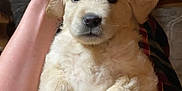 Sadie is registered to the contest to win money with this photo: animal, blanket, canine, cockerspaniel, couch, cushion, dog, eskimodog, furniture, goldenretriever, homedecor, hound, husky, labradorretriever, person, pet, poodle, puppy, snout, whitedog