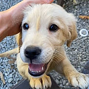 Sadie joined the competition — help win amazing prizes! accessories, animal, bodypart, canine, cockerspaniel, dog, eskimodog, goldenretriever, hound, labradorretriever, leash, mouth, pebble, pet, puppy, rock, slate, snout, strap, whitedog