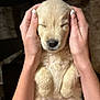 Sadie joined the competition — help win amazing prizes! accessories, animal, baby, bodypart, canine, dog, face, finger, goldenretriever, hand, head, jewelry, labradorretriever, person, pet, puppy, ring, snout, whitedog, wrist