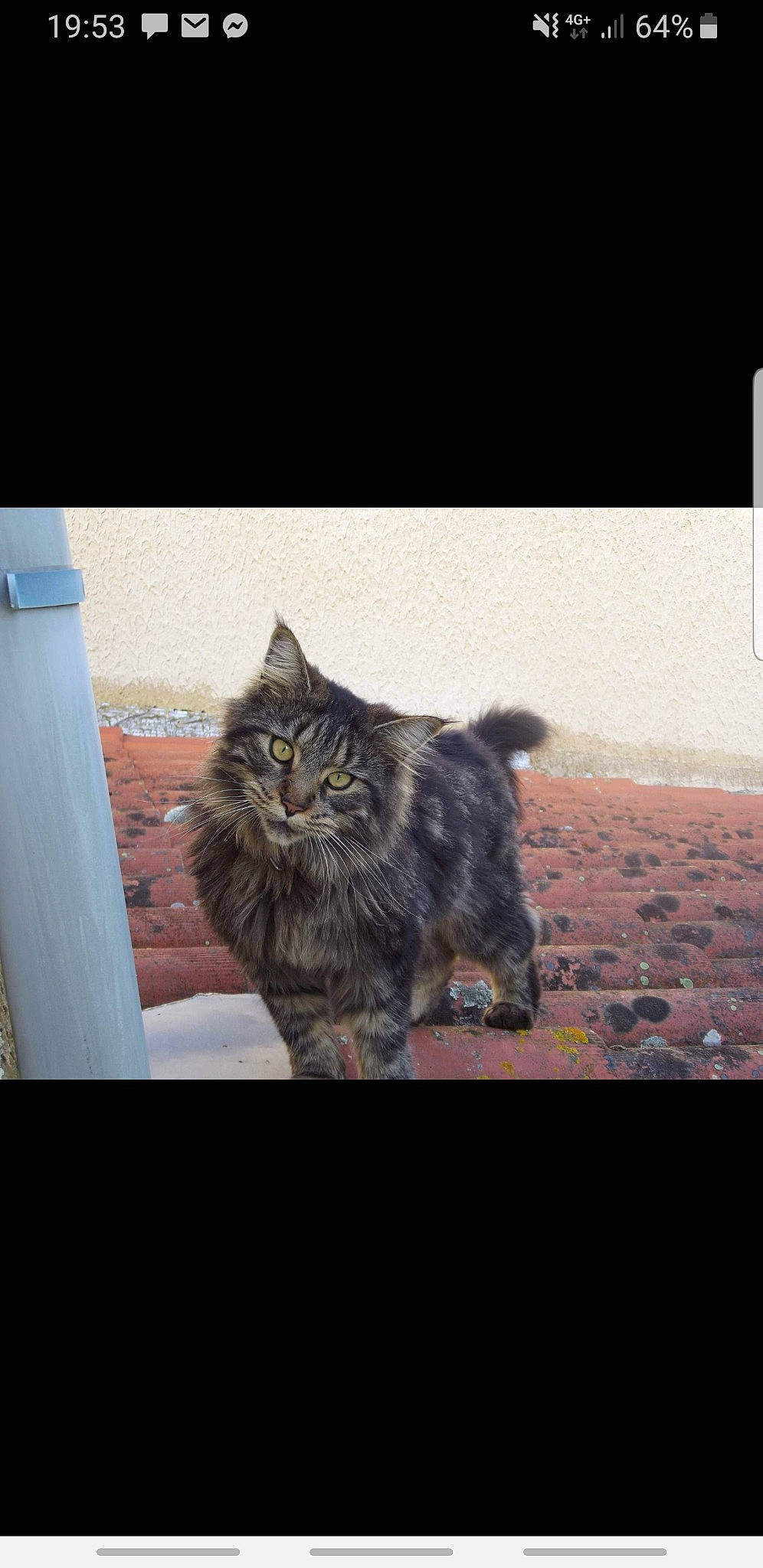 Kata participe au concours pour gagner de l'argent avec cette photo : british_semi_longhair, carnivore, cat, cymric, domestic_long_haired_cat, felidae, fur, kitten, kurilian_bobtail, maine_coon, mammal, norwegian_forest_cat, persian, siberian, sky, small_to_medium_sized_cats, tabby_cat, vertebrate, whiskers, wild_cat