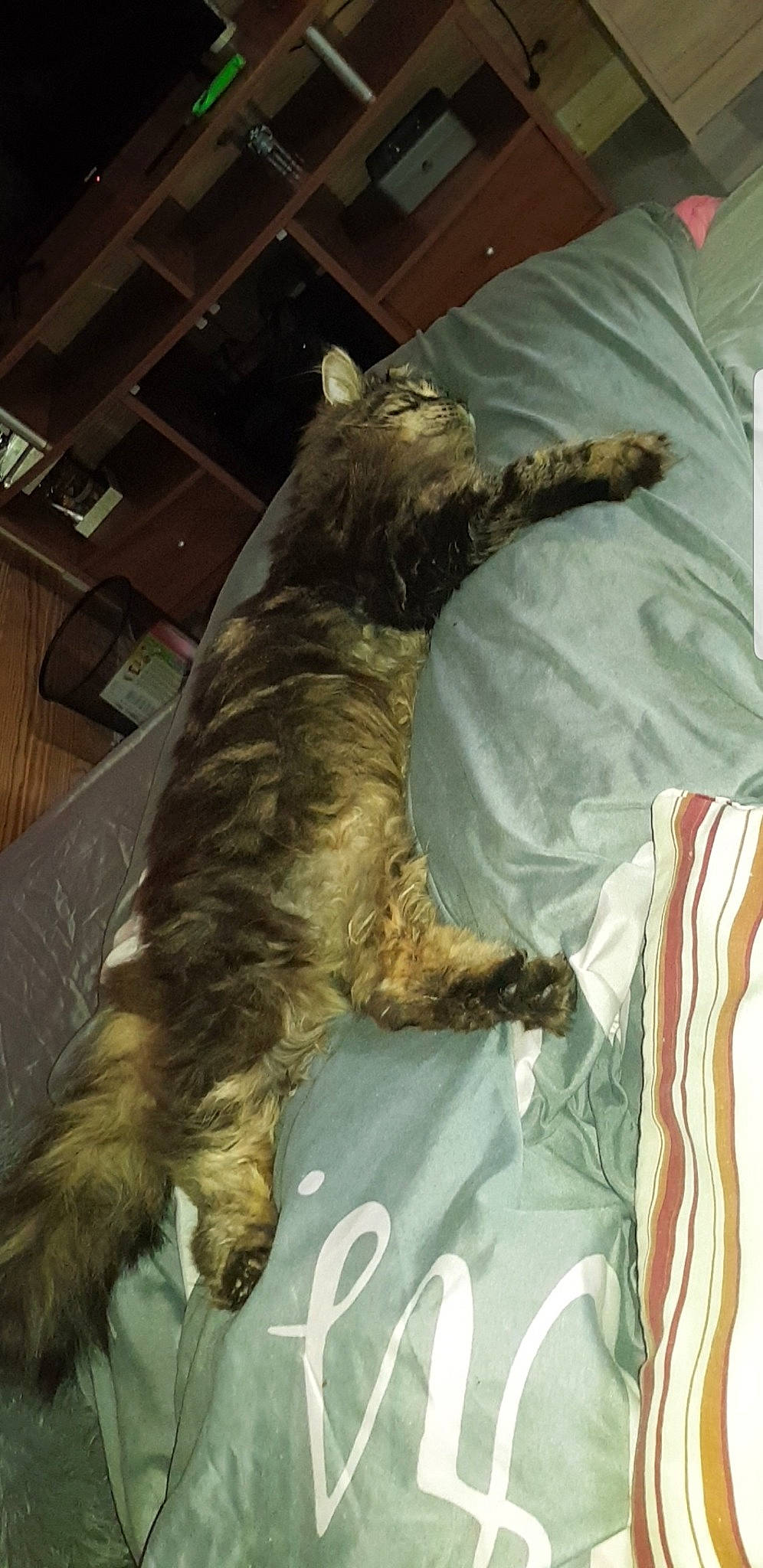 Kata a rejoint le concours — aidez-le/la à gagner de superbes lots ! briard, cairn_terrier, canidae, carnivore, cat, dog_breed, felidae, nap, sporting_group, tail, terrier