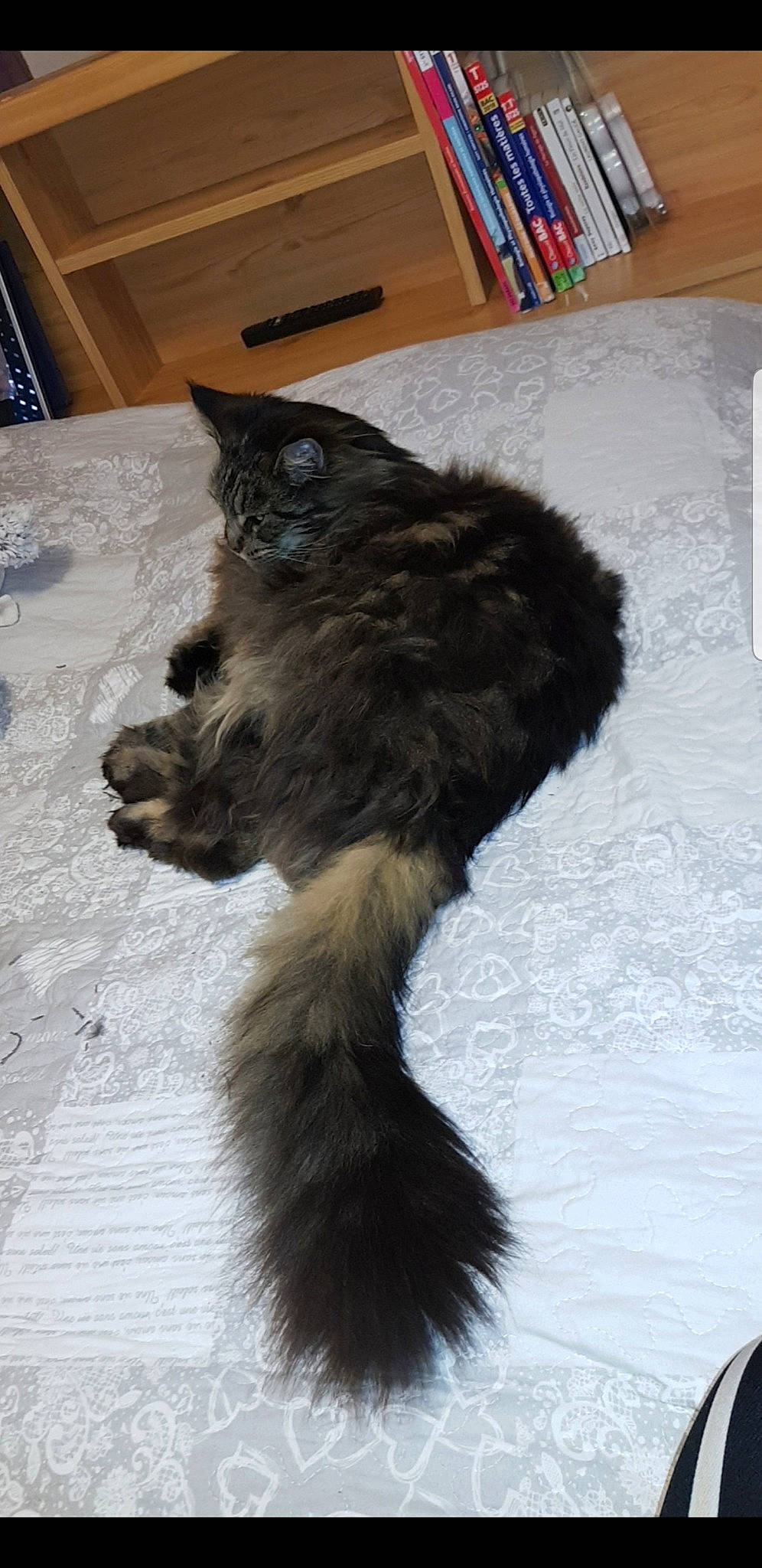 Kata participe au concours pour gagner de l'argent avec cette photo : black_cat, canidae, carnivore, cat, dog_breed, domestic_long_haired_cat, felidae, fur, norwegian_forest_cat, paw, persian, small_to_medium_sized_cats, tail