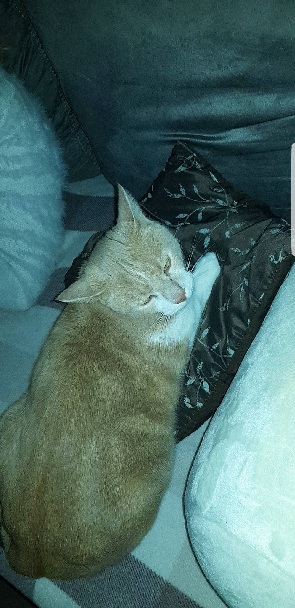 Snow participe au concours pour gagner de l'argent avec cette photo : asian, burmilla, carnivore, cat, domestic_short_haired_cat, european_shorthair, felidae, fur, kitten, small_to_medium_sized_cats, tabby_cat, tail, whiskers