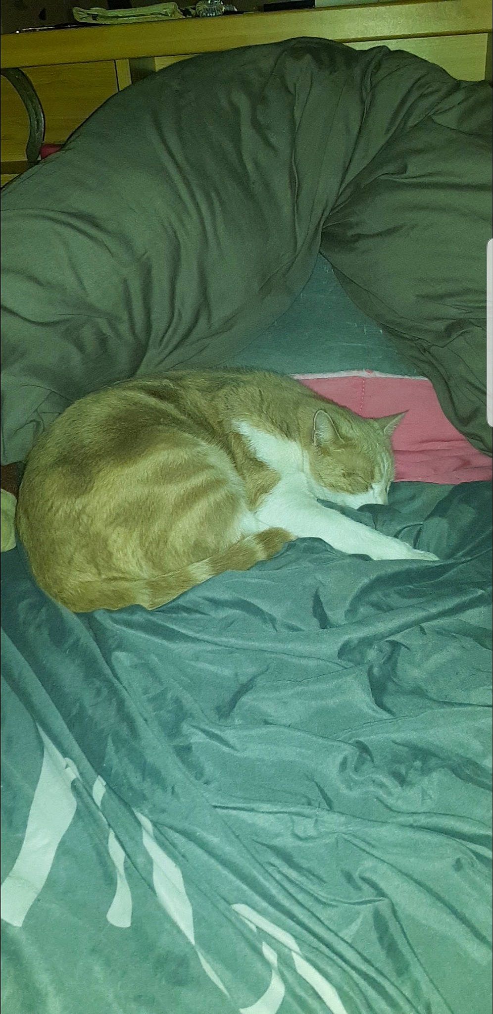 Snow a rejoint le concours — aidez-le/la à gagner de superbes lots ! bed_sheet, canidae, fawn, nap, sleep, sporting_group