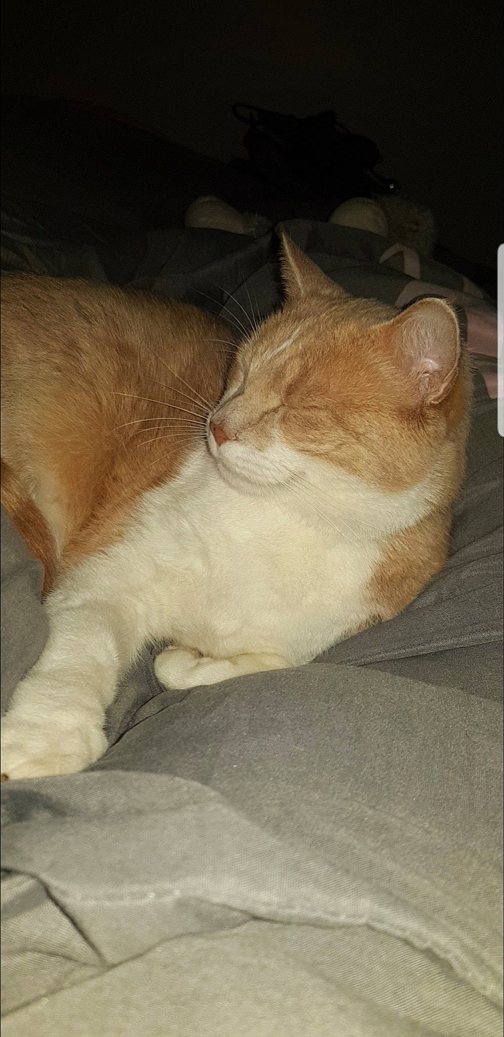 Snow a rejoint le concours — aidez-le/la à gagner de superbes lots ! aegean_cat, asian, carnivore, cat, domestic_short_haired_cat, european_shorthair, fawn, felidae, fur, german_rex, polydactyl_cat, small_to_medium_sized_cats, tail, whiskers