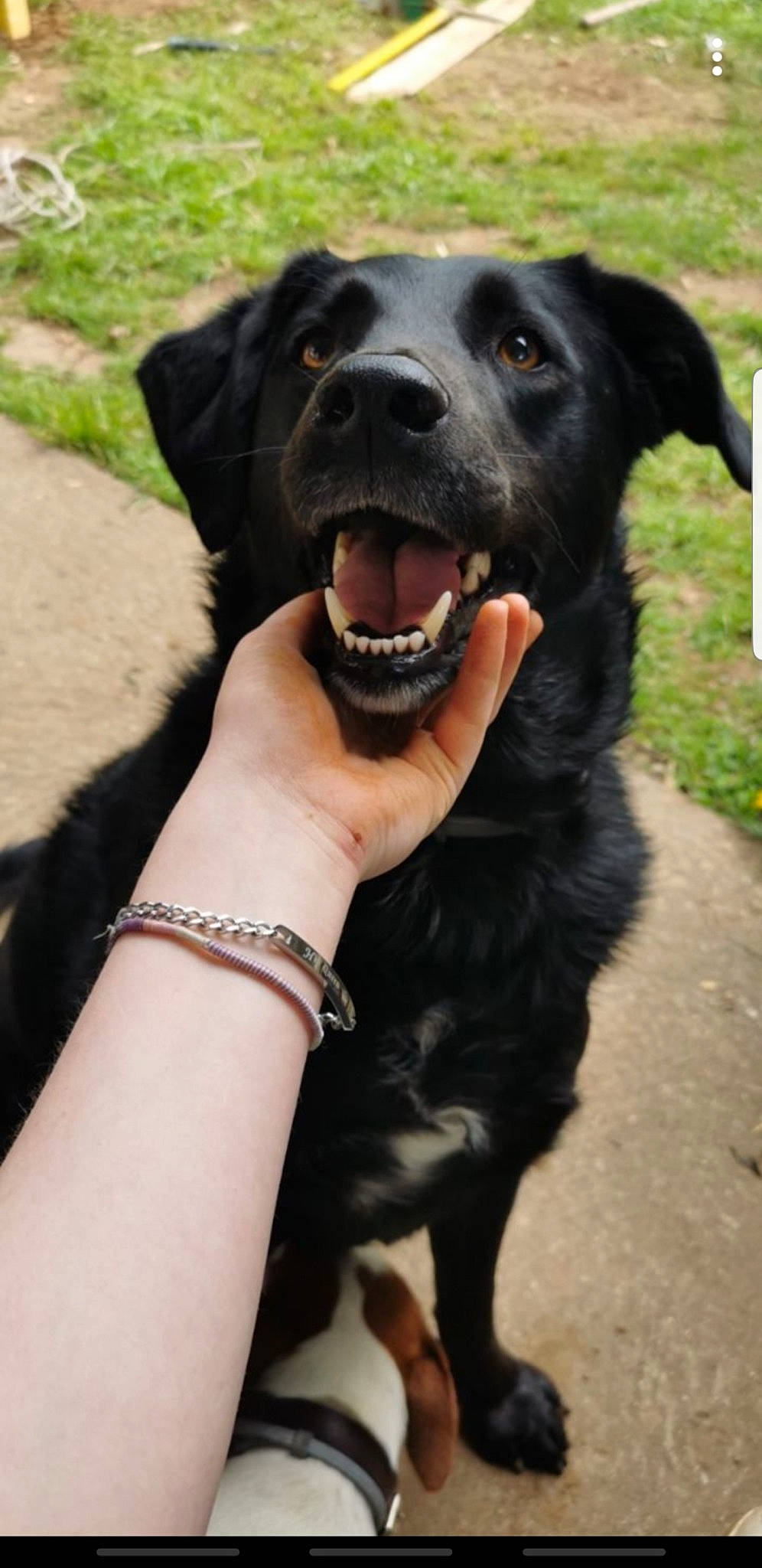 Nike participe au concours pour gagner de l'argent avec cette photo : beagador, beauceron, borador, canidae, carnivore, dog, dog_breed, dog_collar, flat_coated_retriever, guard_dog, huntaway, hunting_dog, labrador_retriever, mammal, nose, patterdale_terrier, rare_breed_dog, snout, sporting_group, vertebrate