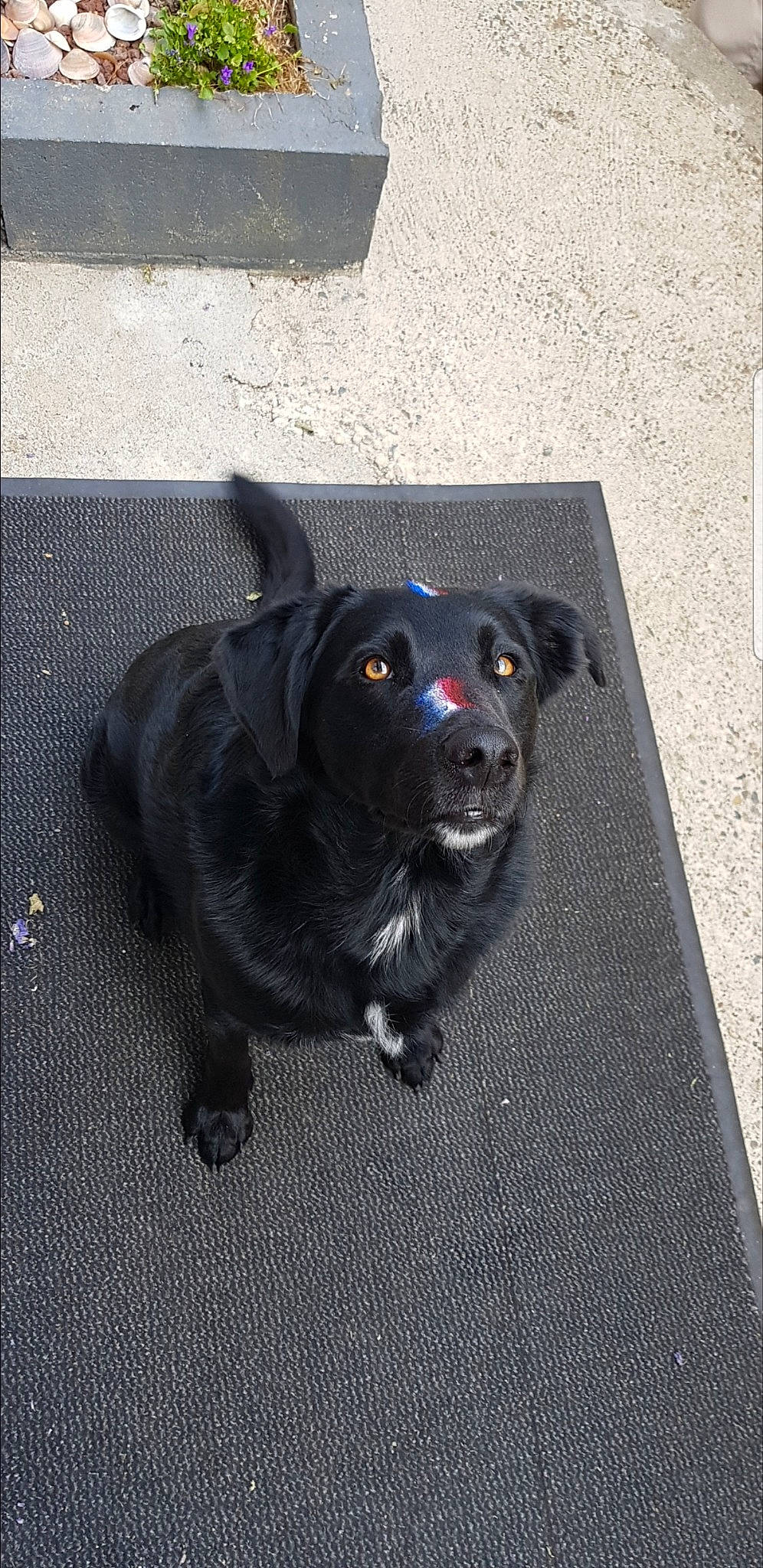 Nike a rejoint le concours — aidez-le/la à gagner de superbes lots ! beagador, black, borador, canidae, carnivore, companion_dog, dog, dog_breed, flat_coated_retriever, labrador_retriever, patterdale_terrier, puppy, retriever, snout, sporting_group, street_dog