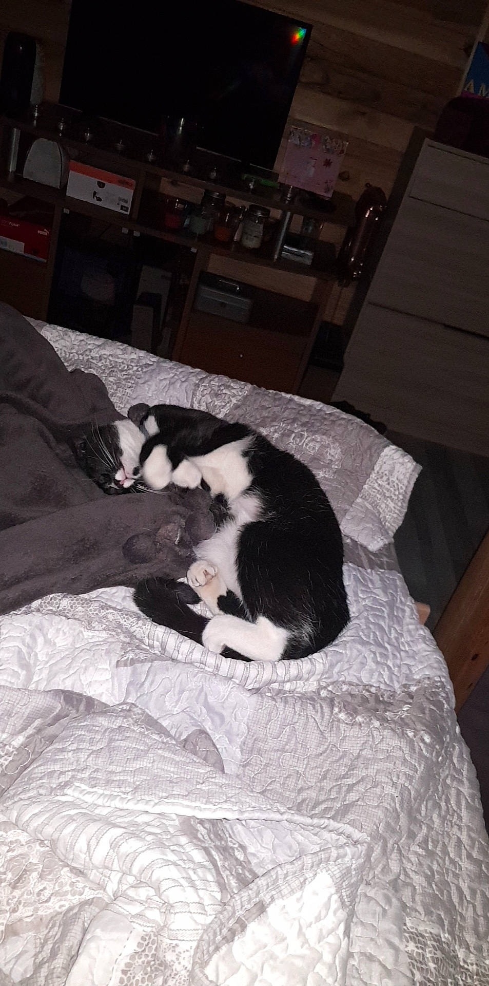 Miya participe au concours pour gagner de l'argent avec cette photo : canidae, carnivore, cat, dog_breed, felidae, small_to_medium_sized_cats, tail, whiskers