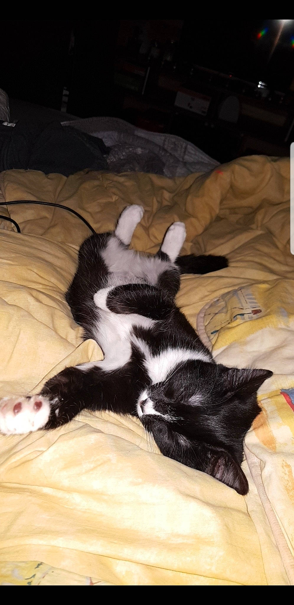 Miya a rejoint le concours — aidez-le/la à gagner de superbes lots ! boston_terrier, canidae, carnivore, cat, dog, dog_breed, ear, mammal, nap, non_sporting_group, sporting_group, stabyhoun, tail, whiskers