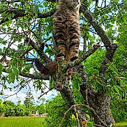 Pompon a rejoint le concours — aidez-le/la à gagner de superbes lots ! cat, tabby, tree, branch, moss, green_leaves, sky, outdoor, nature, grass, forest, animal, pet, feline, wildlife, sunlight, daylight, trunk, perched, adventure