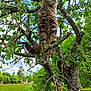 cat, tabby, tree, branch, moss, green_leaves, sky, outdoor, nature, grass, forest, animal, pet, feline, wildlife, sunlight, daylight, trunk, perched, adventure