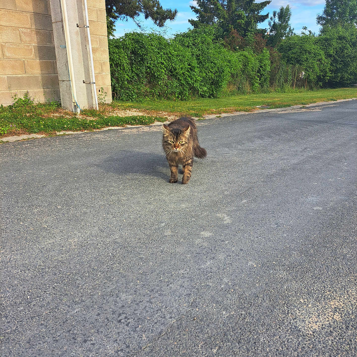 Pompon a rejoint le concours — aidez-le/la à gagner de superbes lots ! animal, brick_wall, building, bushes, cat, clouds, daytime, feline, fur, greenery, nature, outdoor, pavement, road, sky, stray, sunlight, tabby, trees, walking