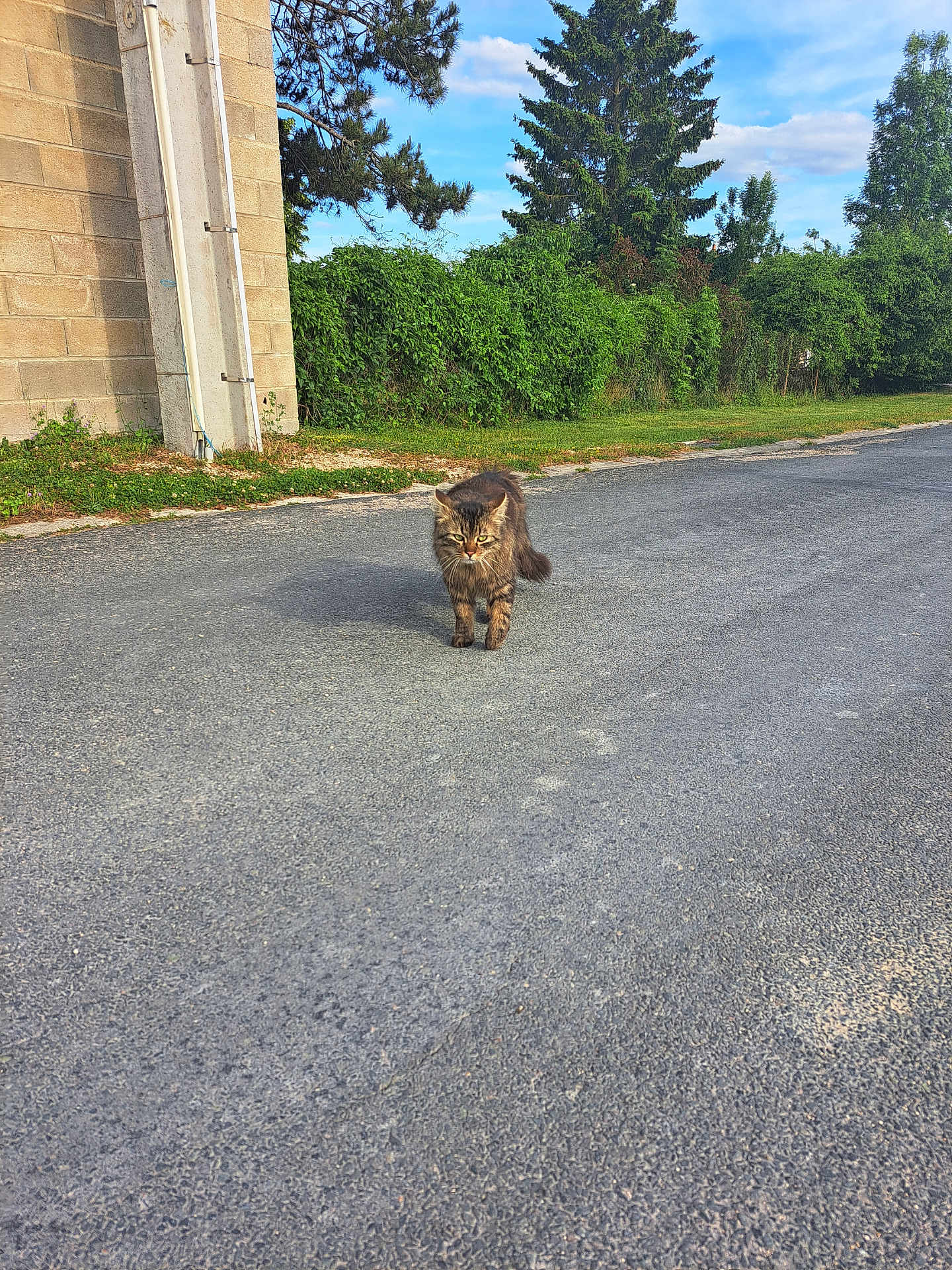 Pompon a rejoint le concours — aidez-le/la à gagner de superbes lots ! cat, tabby, road, pavement, greenery, bushes, trees, sky, clouds, outdoor, animal, walking, nature, daytime, feline, fur, stray, building, brick_wall, sunlight